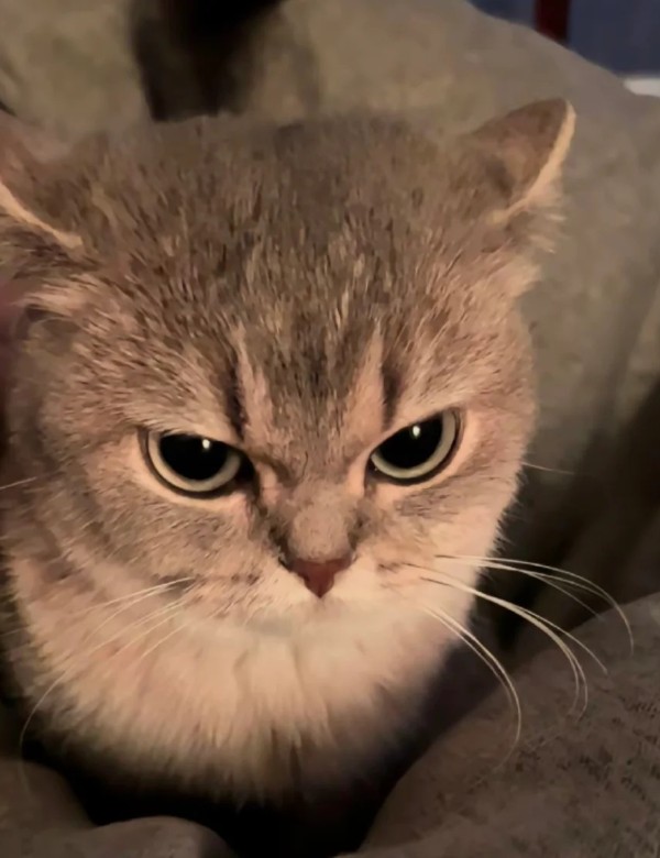 meme mèo nghi ngờ 33