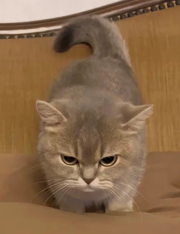 meme mèo nghi ngờ 34