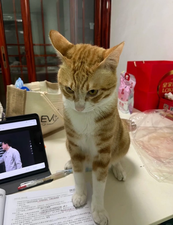 meme mèo nghi ngờ 35