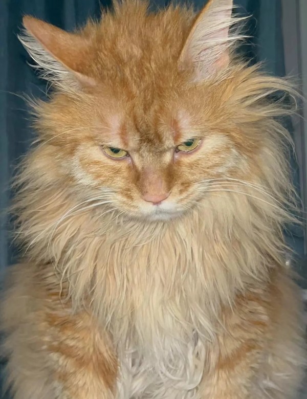 meme mèo nghi ngờ 36