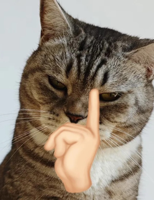 meme mèo nghi ngờ 37