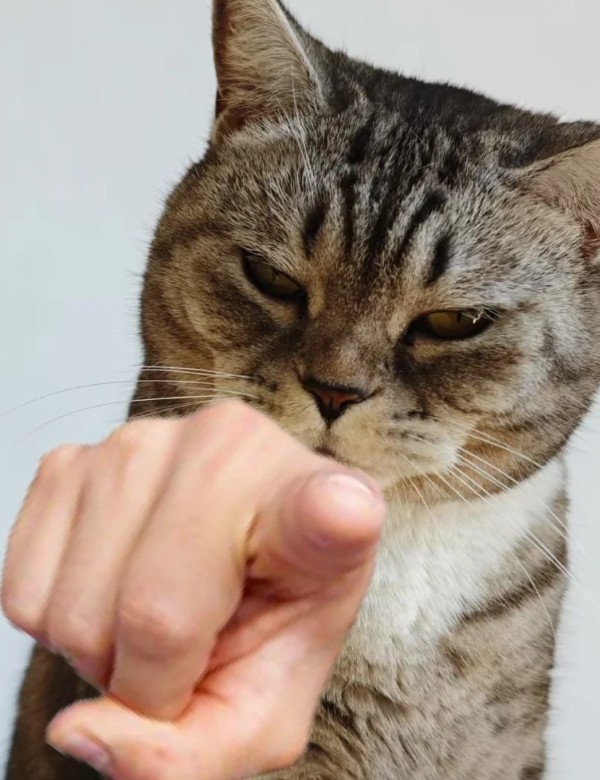 meme mèo nghi ngờ 38