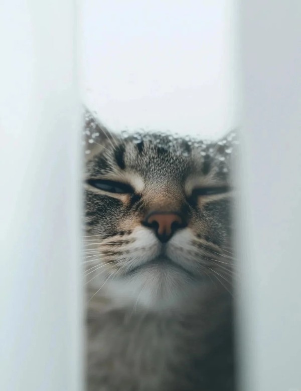 meme mèo nghi ngờ 39