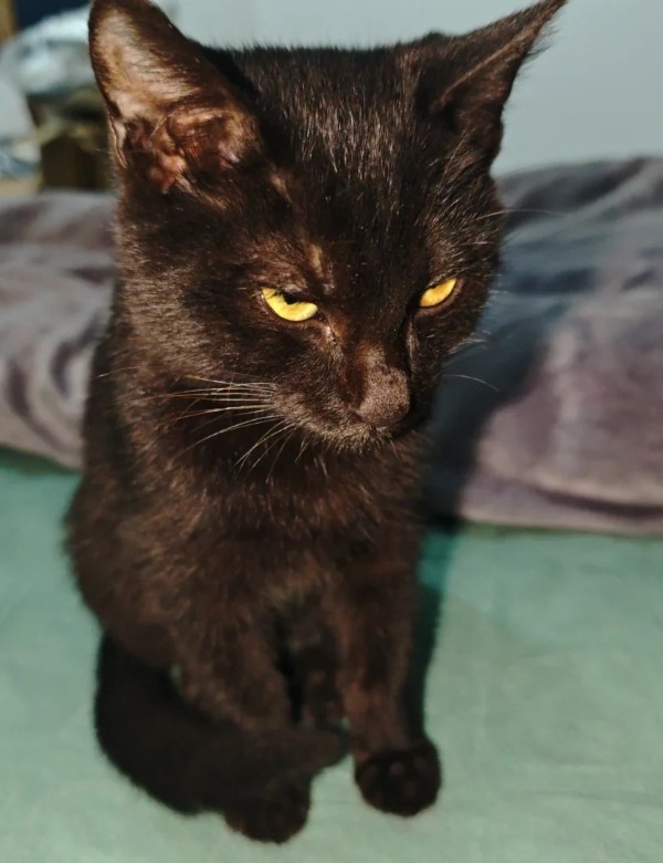 meme mèo nghi ngờ 4