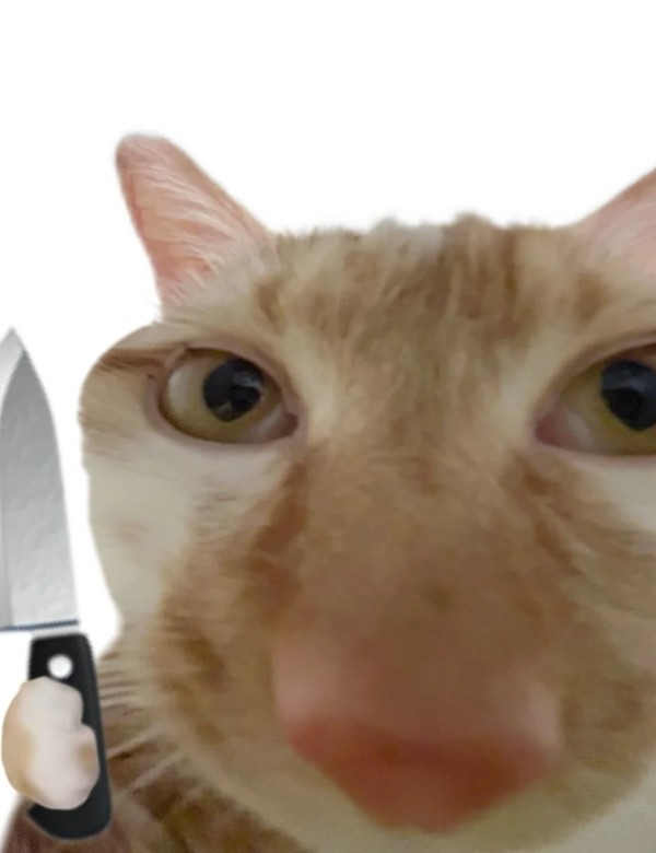 meme mèo nghi ngờ 5