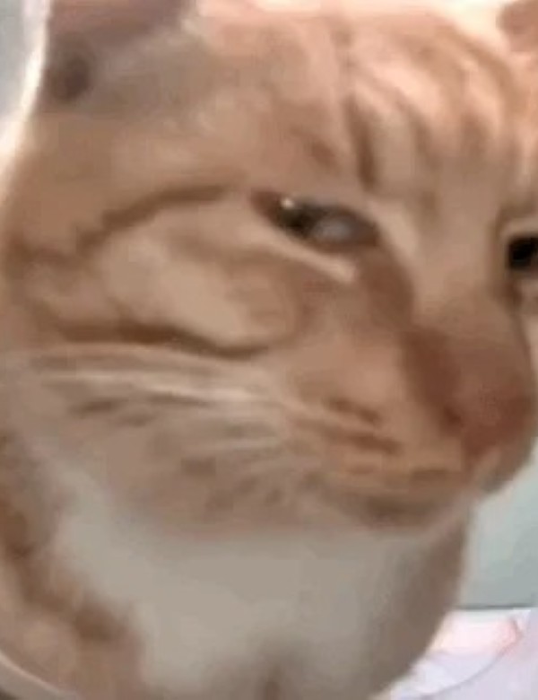 meme mèo nghi ngờ 6