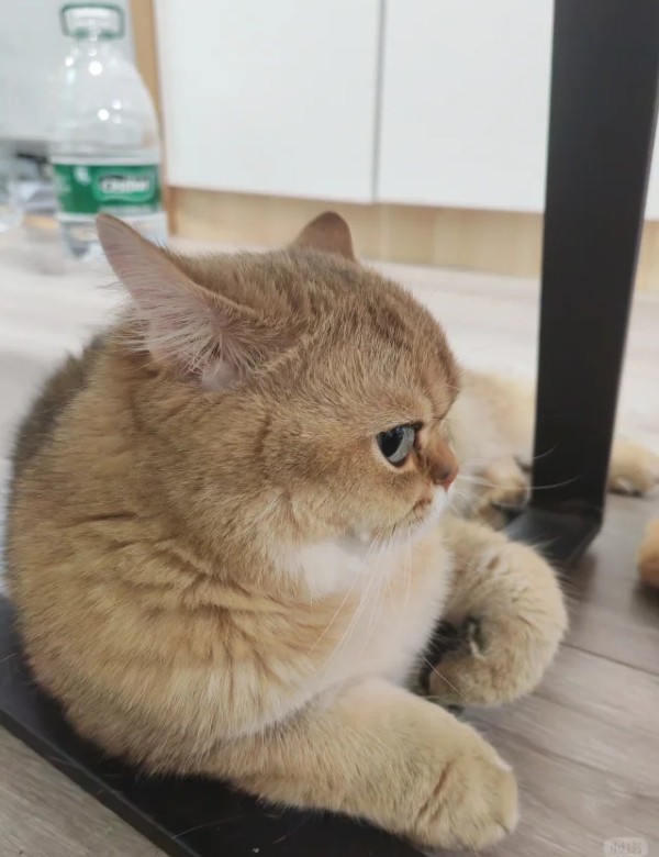 meme mèo nghi ngờ 7