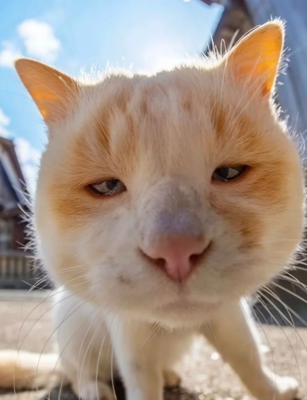 meme mèo nghi ngờ 8