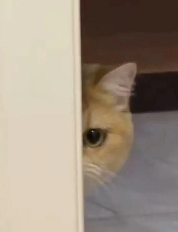 meme mèo nghi ngờ 9