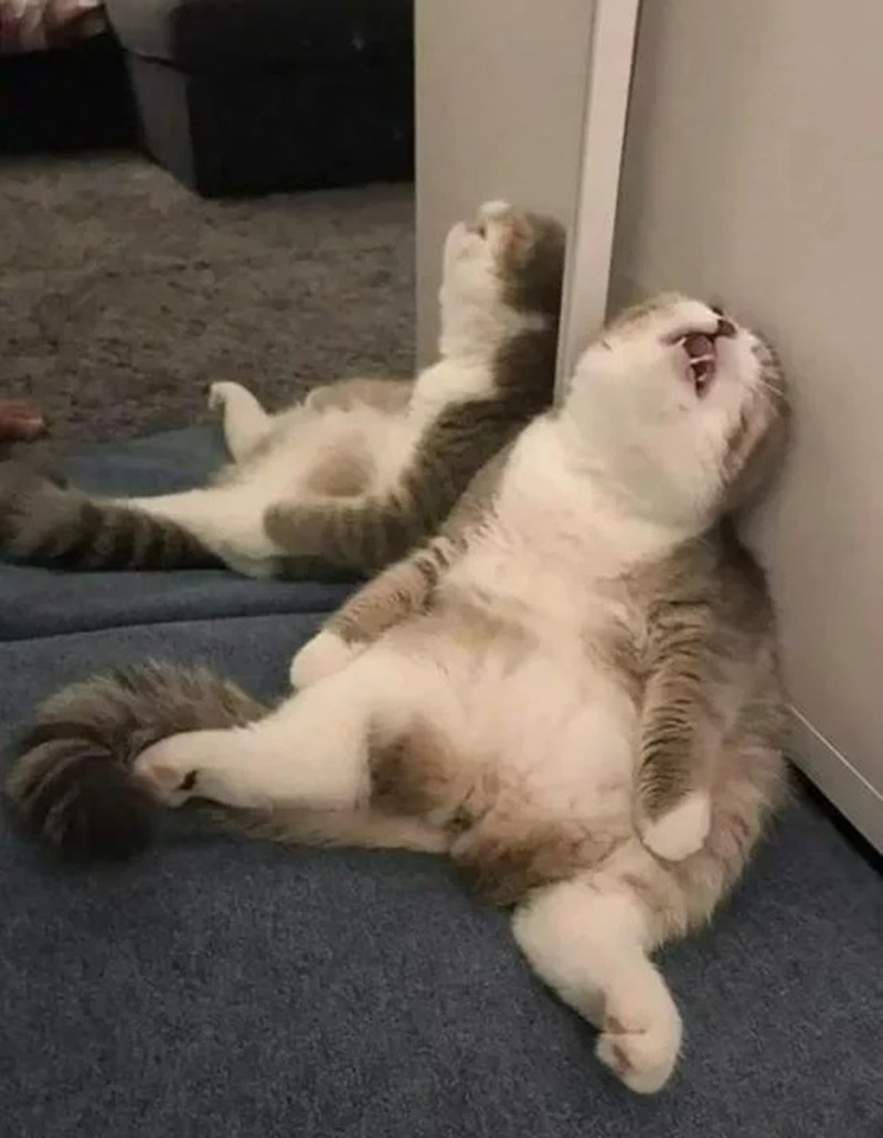 meme mệt mỏi 25