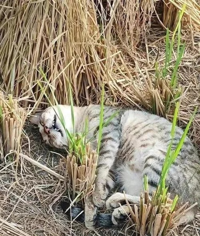 meme mệt mỏi 27