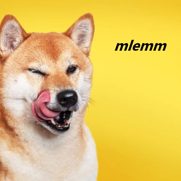 Portrait of Shiba Inu dog licking its face on yellow background.