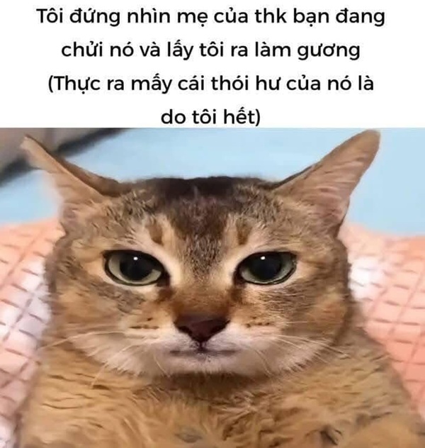 meme nhân văn 21