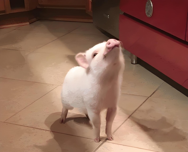 meme nhìn lên trời 12