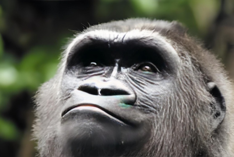 meme nhìn lên trời 16