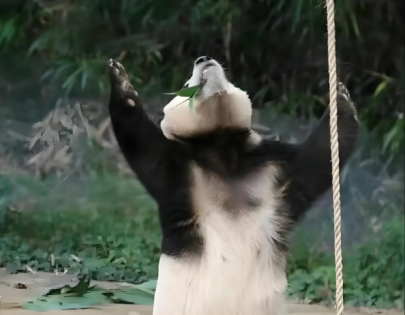 meme nhìn lên trời 20