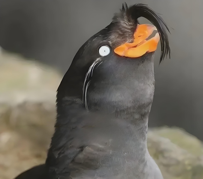 meme nhìn lên trời 23