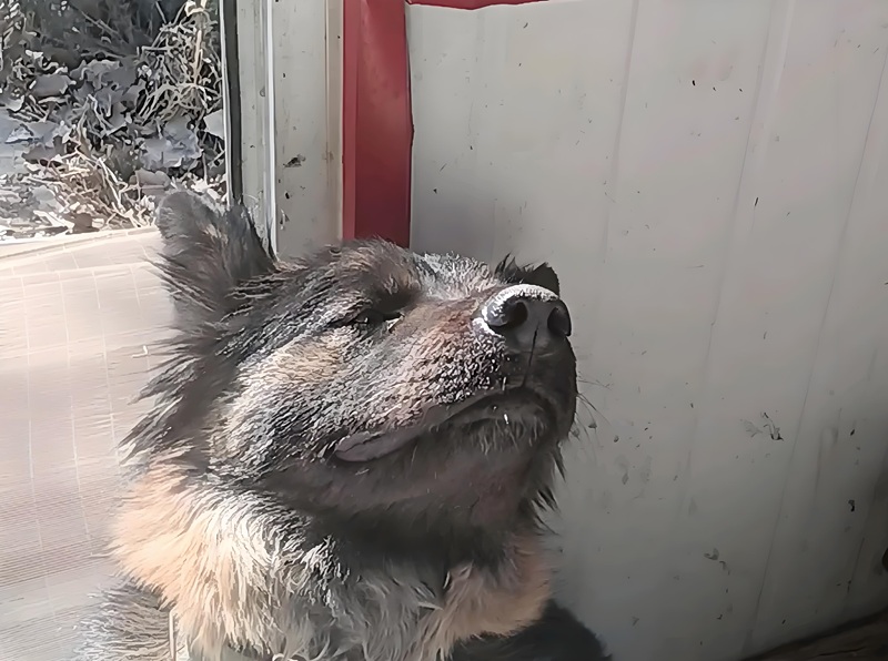 meme nhìn lên trời 24