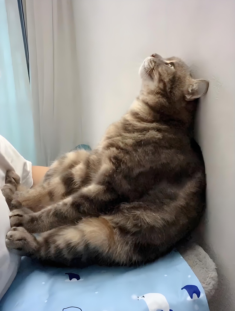 meme nhìn lên trời 29