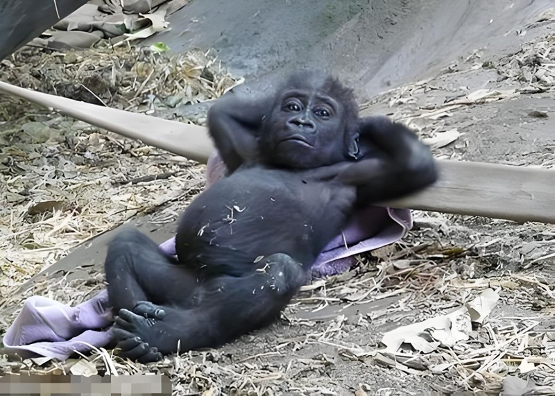 meme nhìn lên trời 30