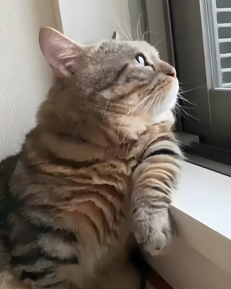 meme nhìn lên trời 31