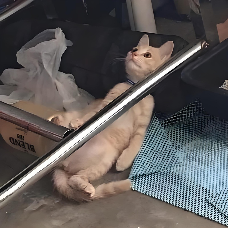 meme nhìn lên trời 4