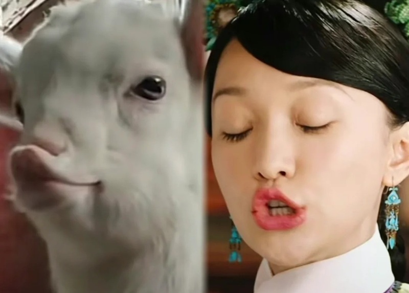 meme như ý truyện 39