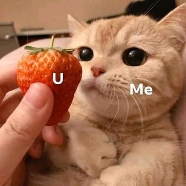 meme template 13