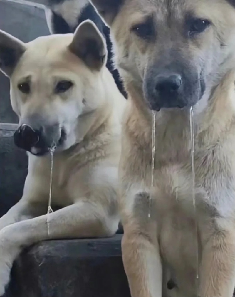 meme thèm thuồng 37