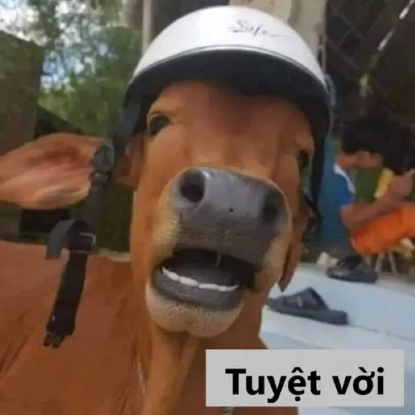 meme tuyệt vời 27