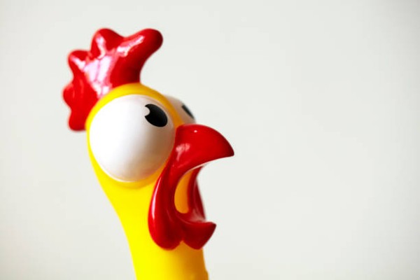 Surprised rubber chicken, chicken head close up isolated on white