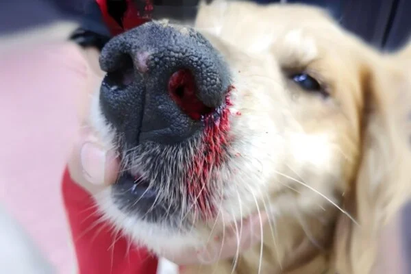 meme xịt máu mũi 18