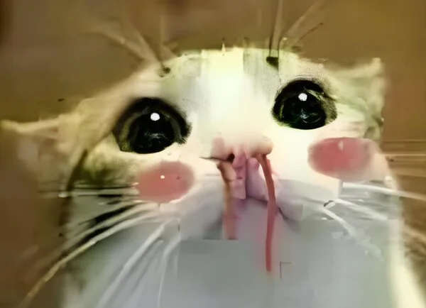 meme xịt máu mũi 28