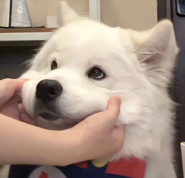 meme xoa đầu chó