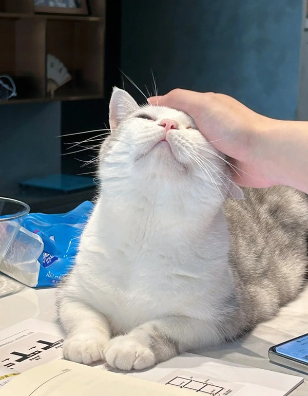 meme xoa đầu mèo