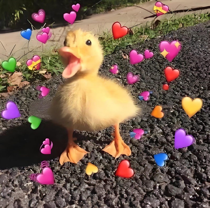 meme yêu nhiều 19