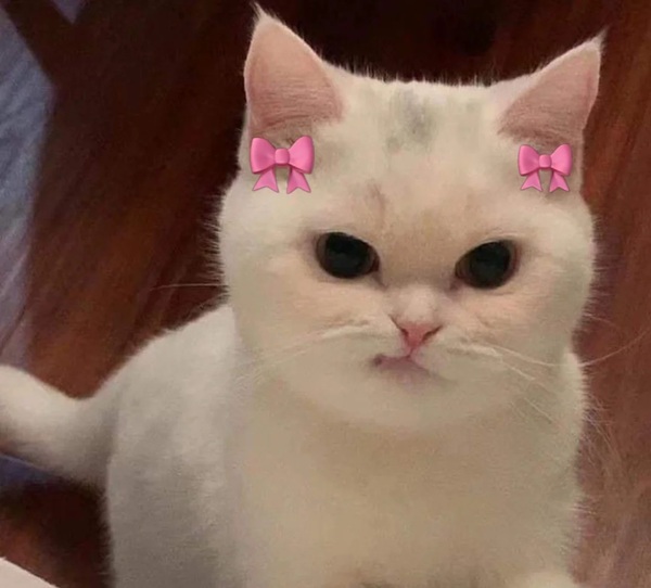 mèo giận dỗi meme