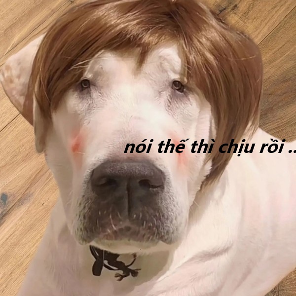 nói thế thì chịu rồi meme 16