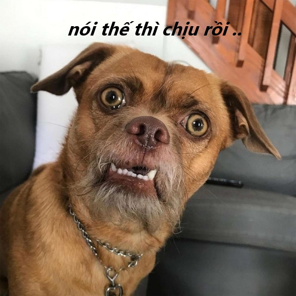 nói thế thì chịu rồi meme 17