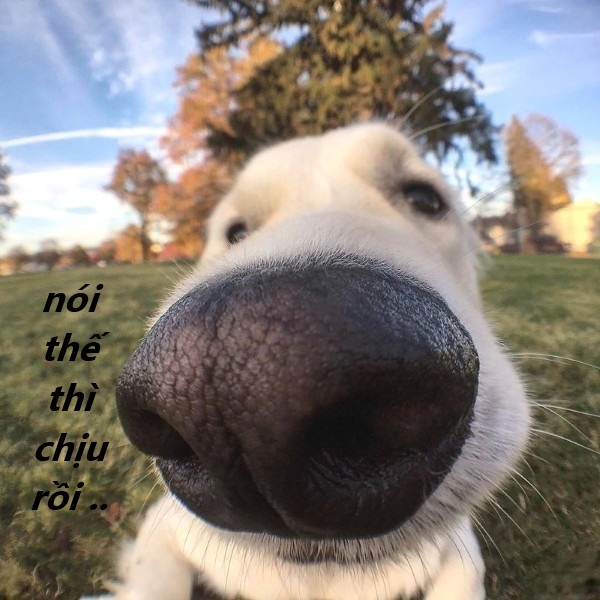 nói thế thì chịu rồi meme 18