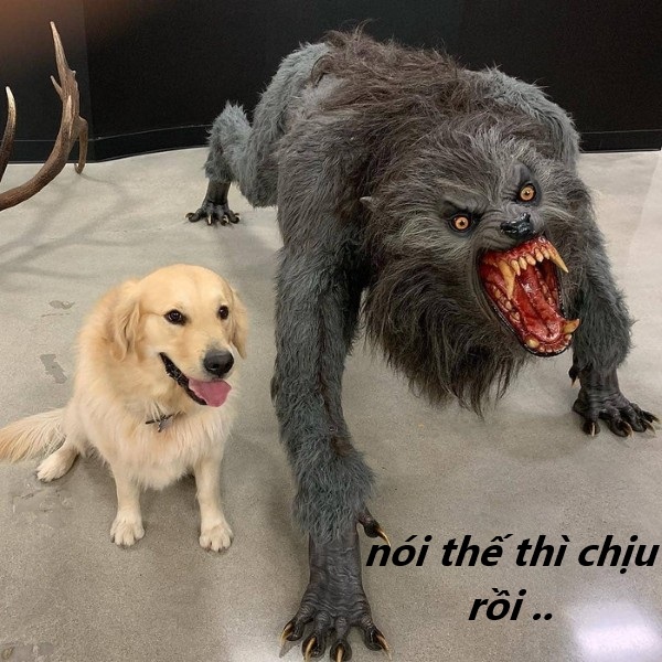 nói thế thì chịu rồi meme 19