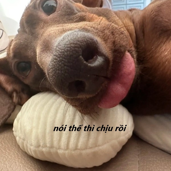 nói thế thì chịu rồi meme 22