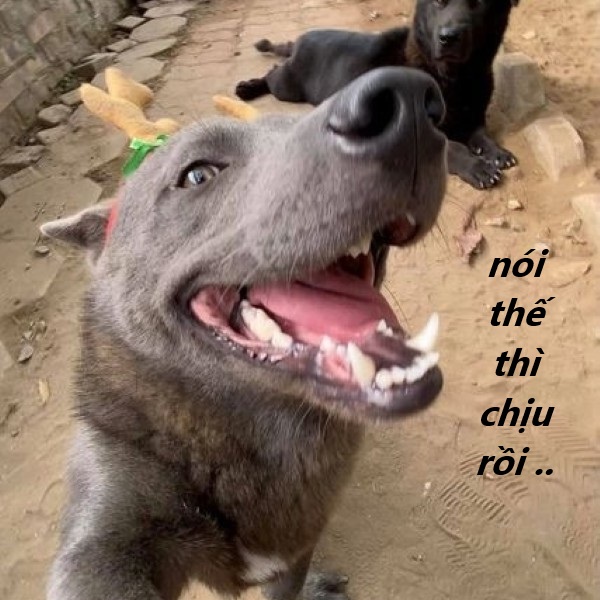 nói thế thì chịu rồi meme 23