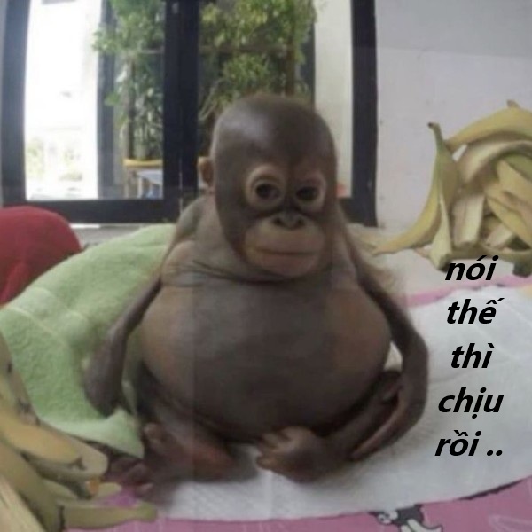 nói thế thì chịu rồi meme 26