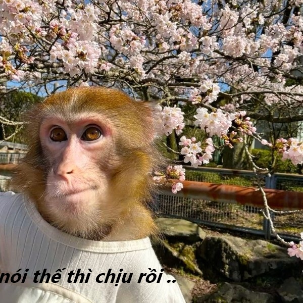 nói thế thì chịu rồi meme 36