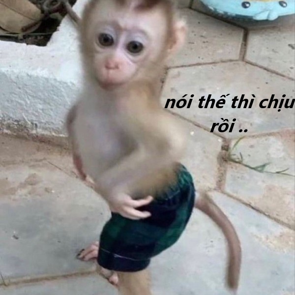 nói thế thì chịu rồi meme 37