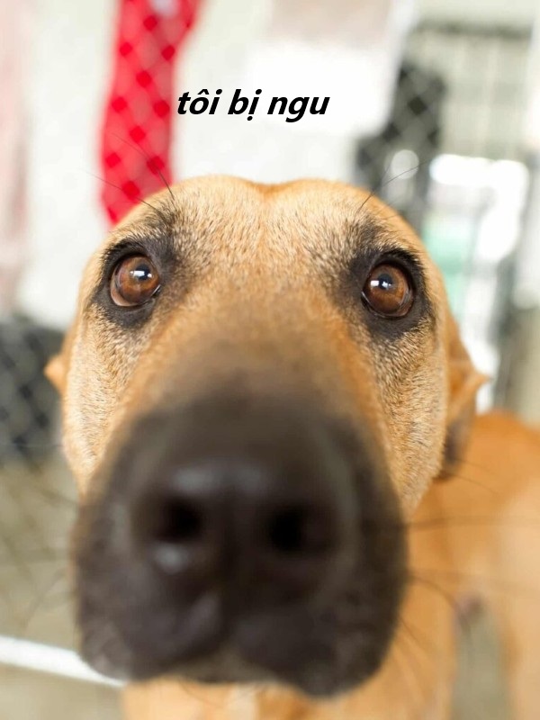 tôi bị ngu meme 12