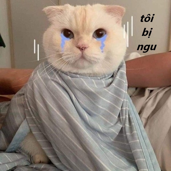 tôi bị ngu meme 13
