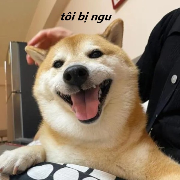 tôi bị ngu meme 16
