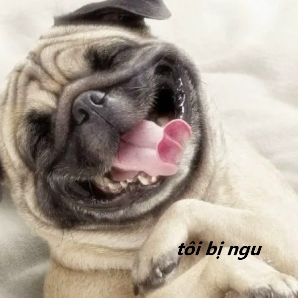 tôi bị ngu meme 18